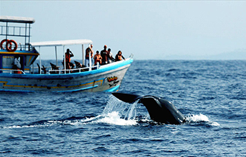whale